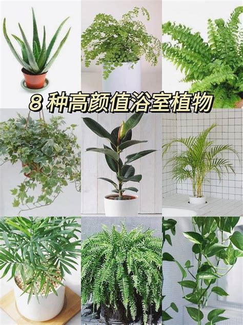 浴室適合放什麼植物|8大適合浴室的植物：讓綠意點亮您的衛浴空間